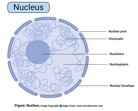 nucleus net.